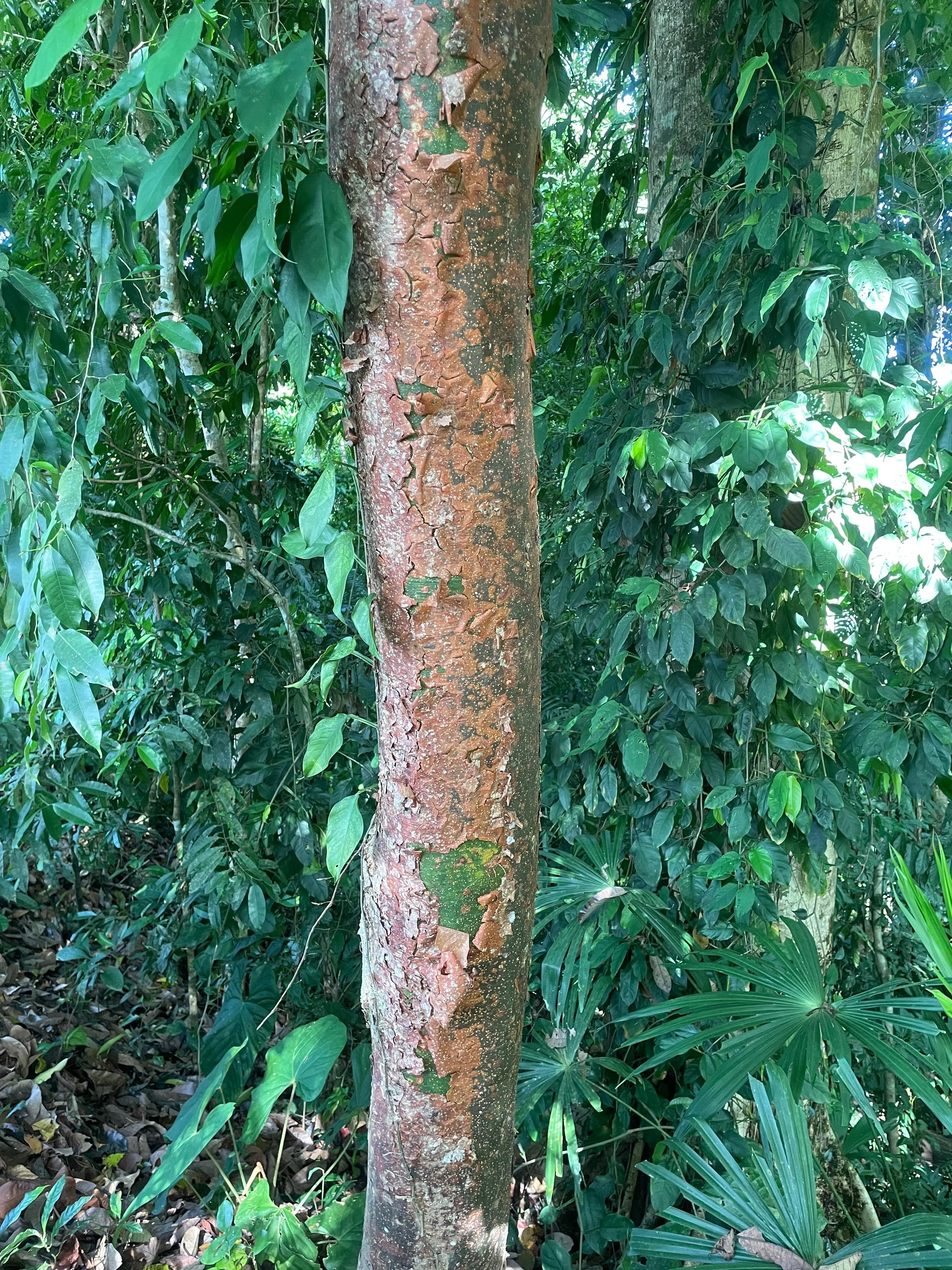 Bursera simaruba
